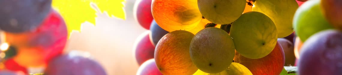 Traubensorten-Lexikon